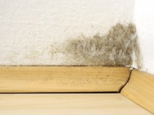 Health Risks Associated With Household Mold