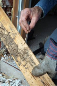 Termite Damage