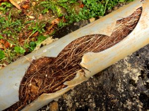 Clogged sewer line