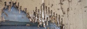 termite damage inspection from First Choice Inspectors
