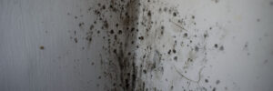 white wall smeared by black mold. and fungus