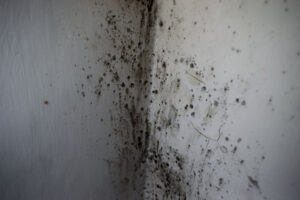 white wall smeared by black mold. and fungus