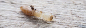 Termite macro on decomposing wood