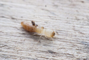 Termite macro on decomposing wood